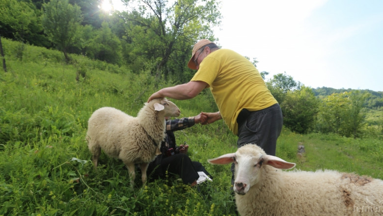 Световен рекорд за стригане на овца 