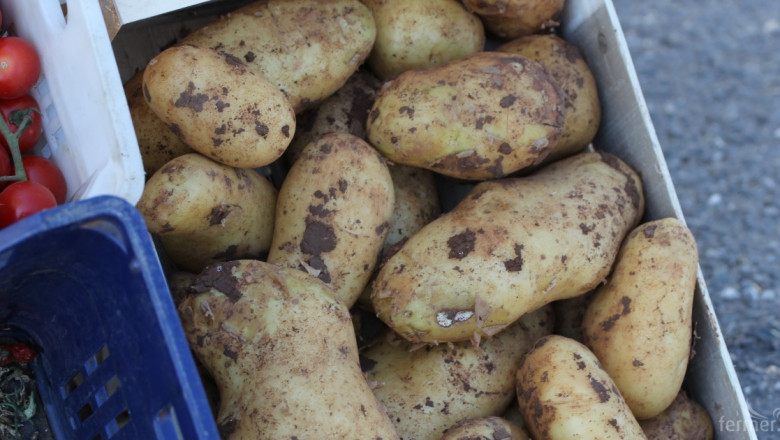 Производител: Цената на картофите е около 0.28 лв./кг