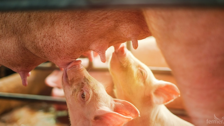 Новият Wisan Omega е иновация за рентабилно хранене в свиневъдството