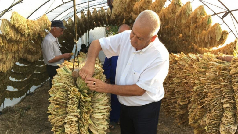 Тютюнопроизводители очакват да изкупят реколтата от Басми до края на януари 