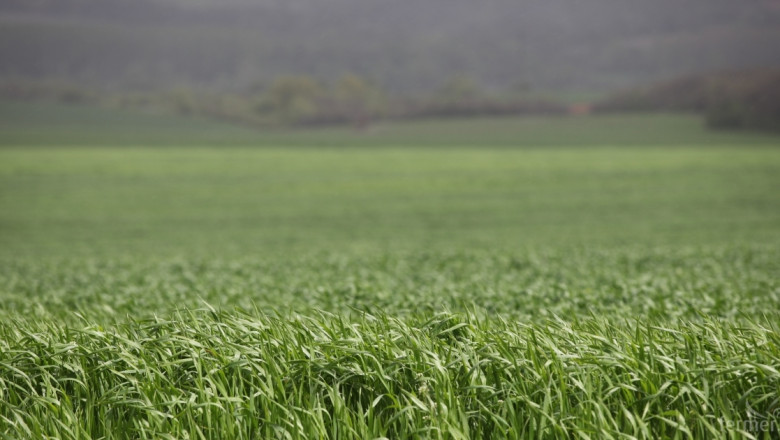 Пшеницата и сушата 