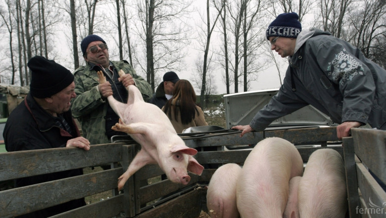 9,3 млн. евро тръгват към полските свиневъди 