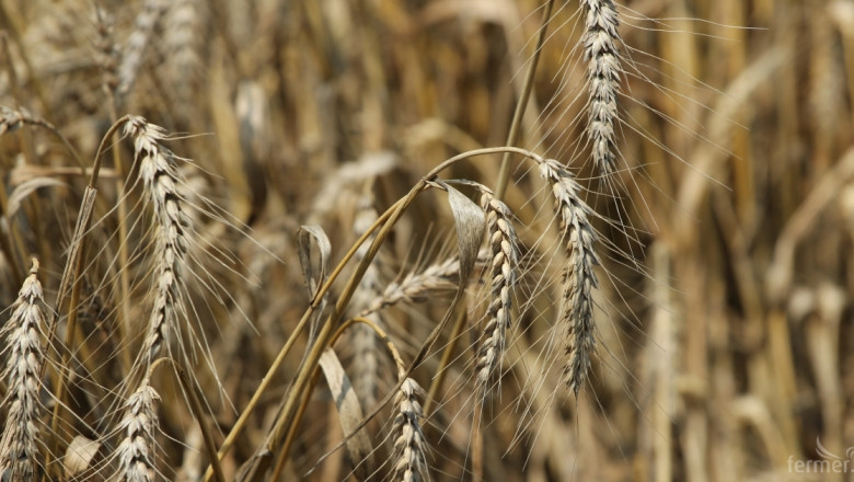 Отпускат целеви кредити за зърнопроизводители от 2 октомври
