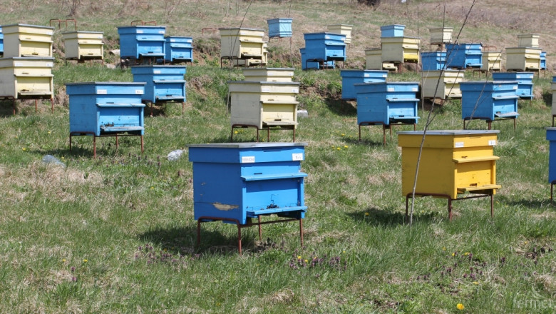 Агроведомството: Няма намаление на пчелните семейства 