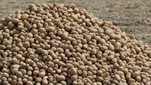 Производител: Прибирам по 4 тона картофи от декар - Agri.bg