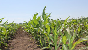 България e в топ 15 на износителите на царевица - Agri.bg