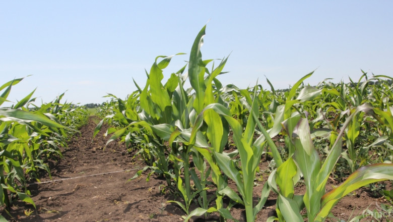 България e в топ 15 на износителите на царевица
