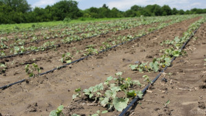 30% по-добра реколта при вертикално отглеждане на пъпеши - Agri.bg