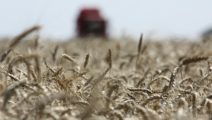 FAO: Ще се засили търсенето на зърно за фураж  - Agri.bg
