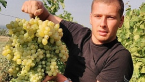 Украински фермер отгледа рекордно голяма чепка грозде  - Agri.bg