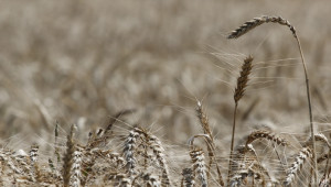 USDA очаква реколтата от пшеница в Русия да достигне нов рекорд - Agri.bg