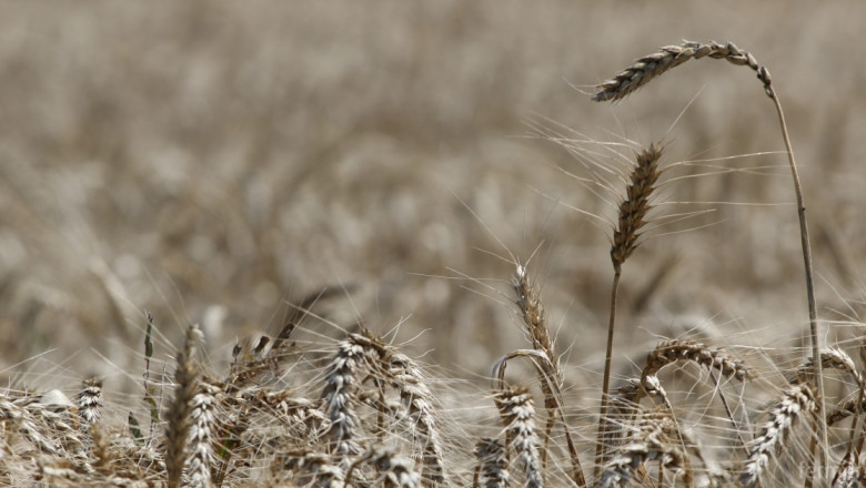 USDA очаква реколтата от пшеница в Русия да достигне нов рекорд