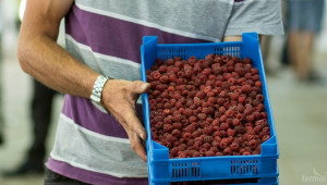 Вкусотии от малини ще радват посетителите на фермерския пазар - Agri.bg