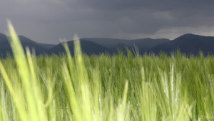 ЕС повиши двойно митото за внос на царевица, сорго и ръж  - Agri.bg