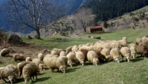 Показват уникални за Родопите породи овце  - Agri.bg