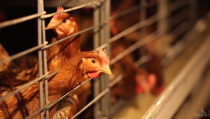 САЩ: Трябва се научим да живеем в условия на птичи грип  - Agri.bg