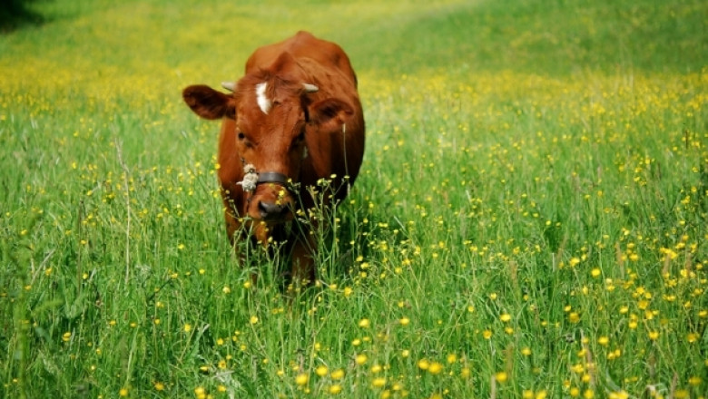 Кравите – източник на екологична енергия