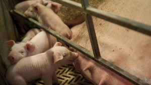 Износът на свинско месо от ЕС отново намаля  - Agri.bg