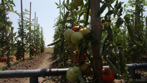 Област Пловдив е на първо място по площи засадени с домати и пипер - Agri.bg