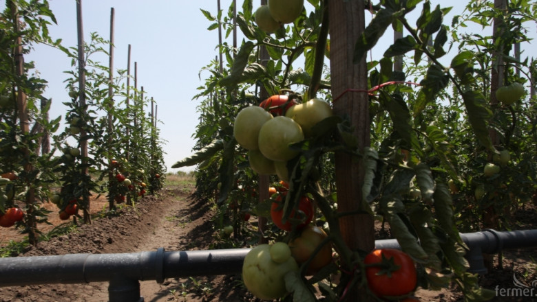 Област Пловдив е на първо място по площи засадени с домати и пипер