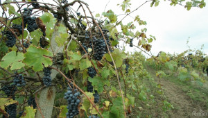 Производството на вино ще намалее до 37,2 млн. хектара - Agri.bg