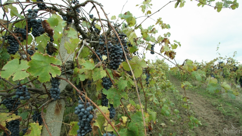 Производството на вино ще намалее до 37,2 млн. хектара