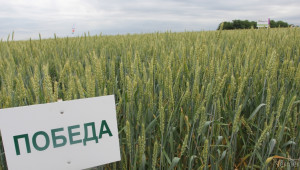 Шефът на борсата: Рекордната реколта от пшеница не е изненада - Agri.bg