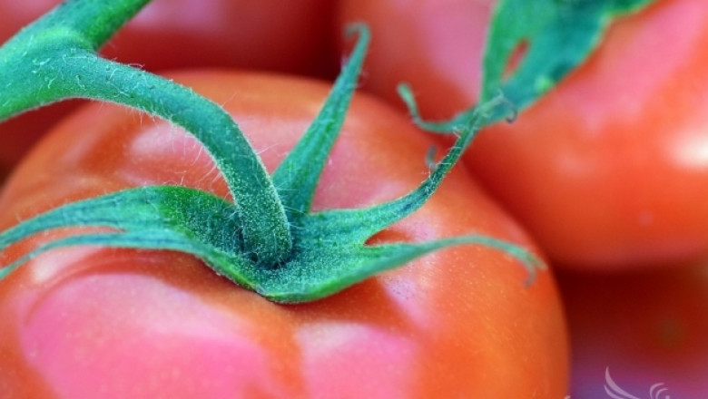 Нов български сорт домат дава до 7 тона от декар