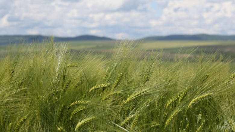 ЕС: Износът на мека пшеница и ечемик изостава