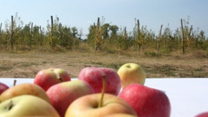 Реколтата от ябълки в ЕС - най-слаба за последните 10 години - Agri.bg