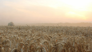 Фючърсите за пшеница падат до 155 евро за тон през септември  - Agri.bg