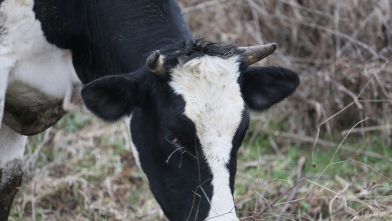За по-висока млечност - холандско-фрезийска порода Черно-шарено говедо