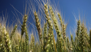 Повече пшеница и по-малко ечемик и рапица тази година - Agri.bg