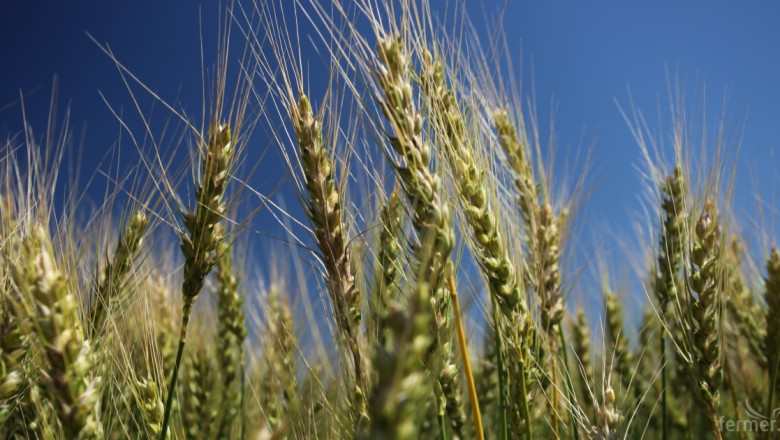Повече пшеница и по-малко ечемик и рапица тази година