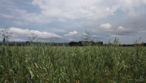 България вече може да изнася растителни продукти за Виетнам - Agri.bg