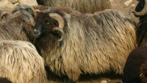 Овчето мляко и сирене от Родопите предпазват от рак