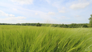 5 преимущества на зелените торове  - Agri.bg