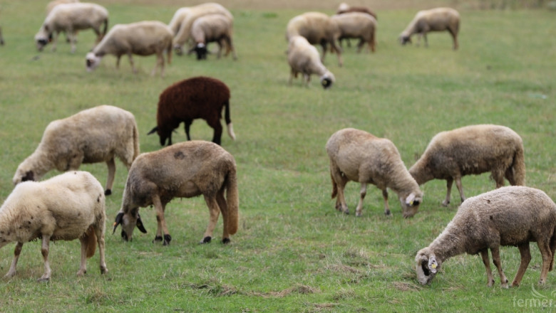 Джигит помете стадо овце и си плю на петите 