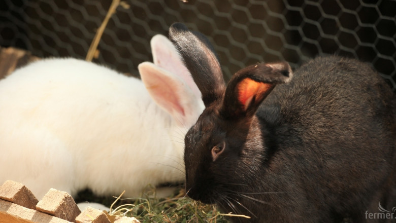 Строят най-голямата ферма за зайци в Европа 