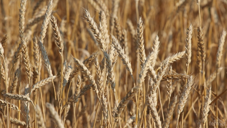 Добивът от пшеницата компенсира реколтираните площи
