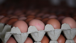 Заразените с фипронил яйца не са стигнали до България  - Agri.bg