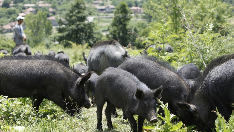 2,5 дка за едно животно от породата Източнобалканска свиня
