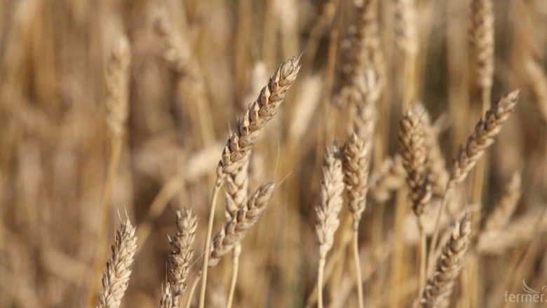 Агроведомството: Исторически връх при реколтата от пшеница