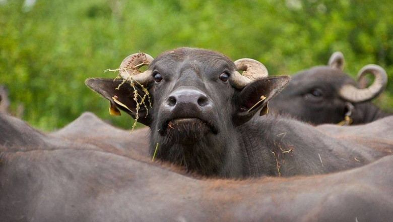 Степанчева: Фермери започнаха да разпродават биволите си