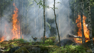 Глоби и имуществени санкции за палене на огън в гората - Agri.bg