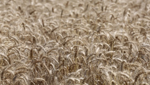 Изменение в цената на пшеницата - Agri.bg