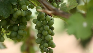 Съвременни технологии във винопроизводството 
