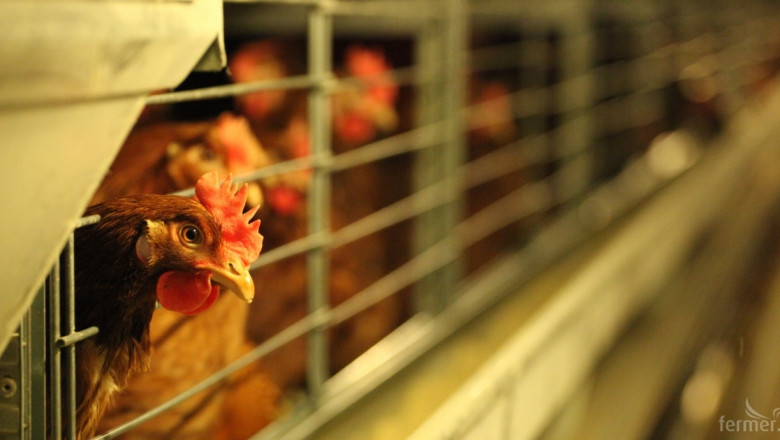 Австралийска порода кокошки снасят 340 яйца годишно 