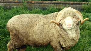 Засилва се вниманието към тънкорунното овцевъдство