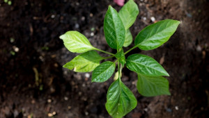 Растителните видове подобряват качеството на почвата - Agri.bg